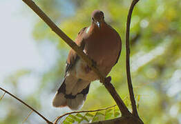 Zenaida Dove