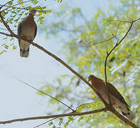 Zenaida Dove