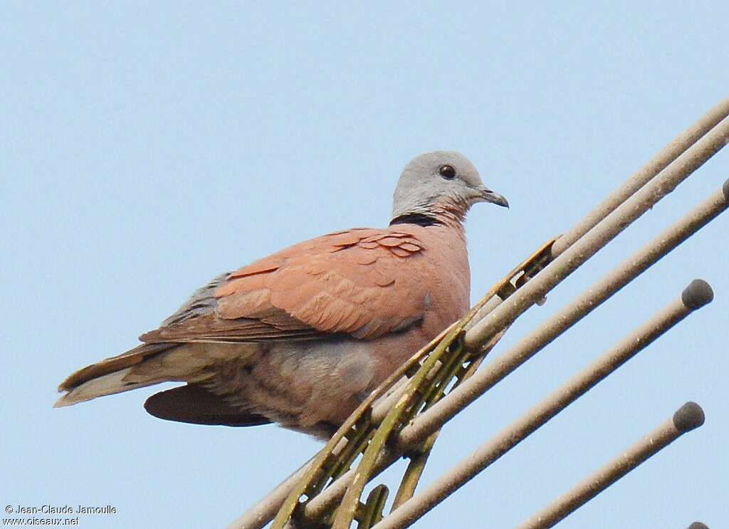 Red Turtle Dove