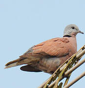 Red Collared Dove