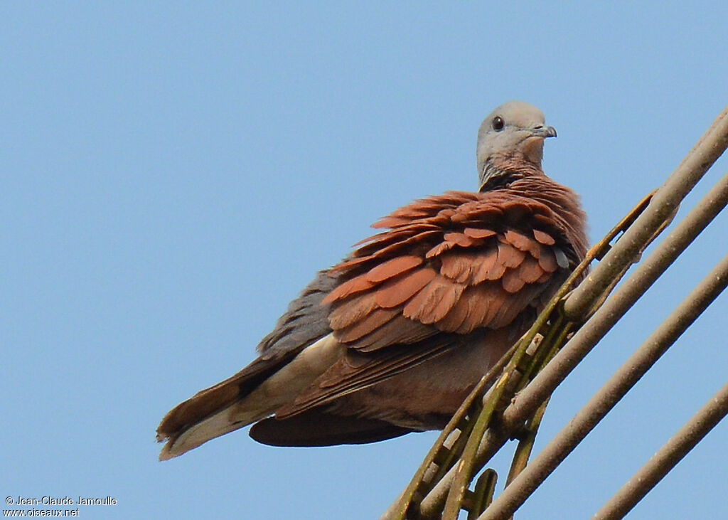 Red Turtle Dove