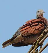 Red Collared Dove