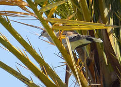 European Turtle Dove