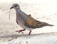 European Turtle Dove