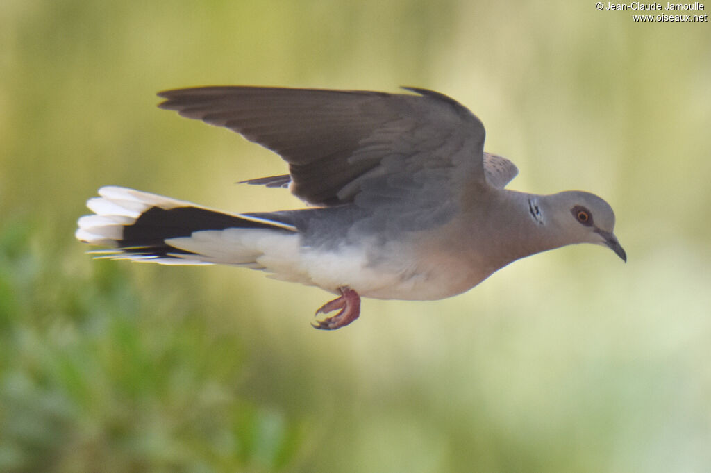 European Turtle Dove