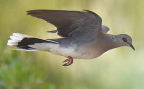 European Turtle Dove