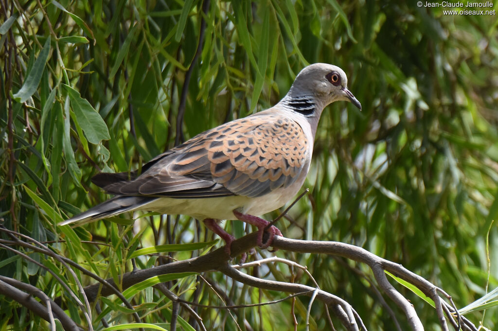 European Turtle Dove