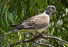 European Turtle Dove