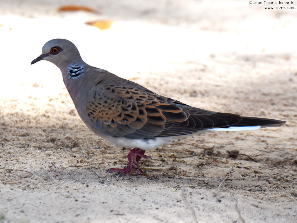 European Turtle Dove