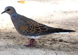 European Turtle Dove