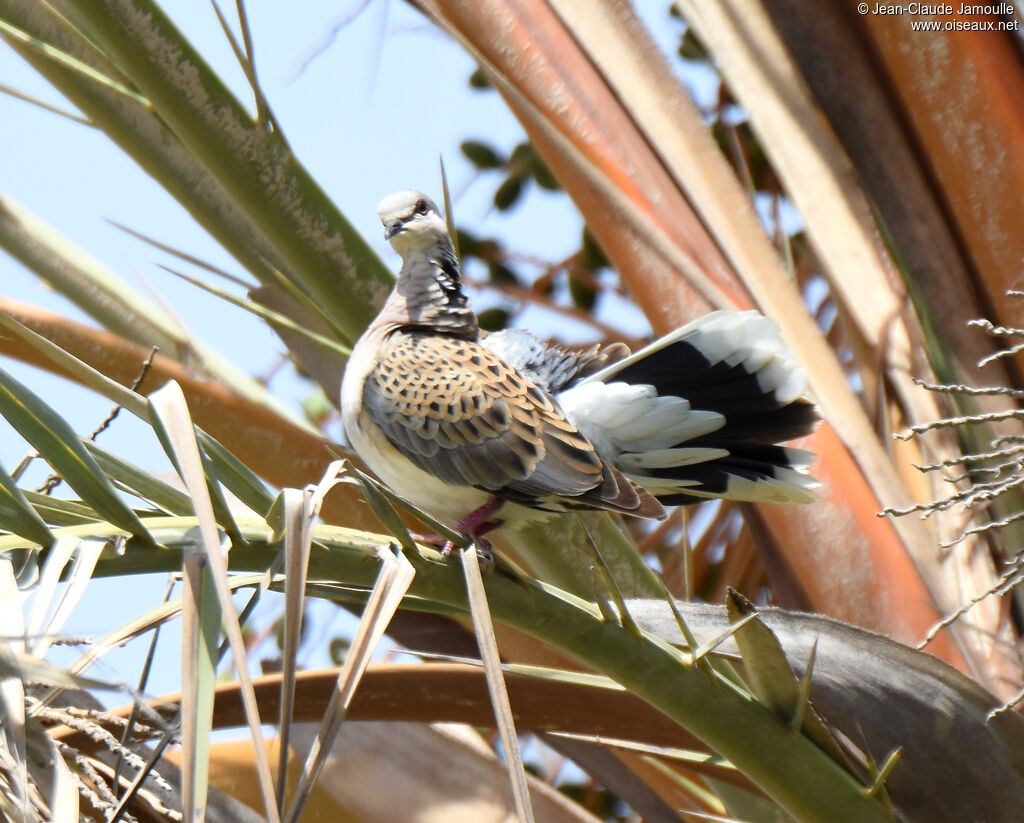 European Turtle Dove