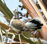 European Turtle Dove