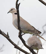 Ring-necked Dove