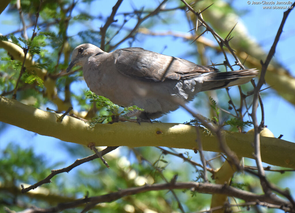 Ring-necked Dove