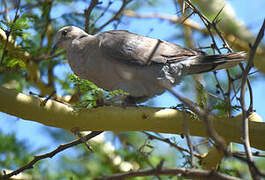 Ring-necked Dove