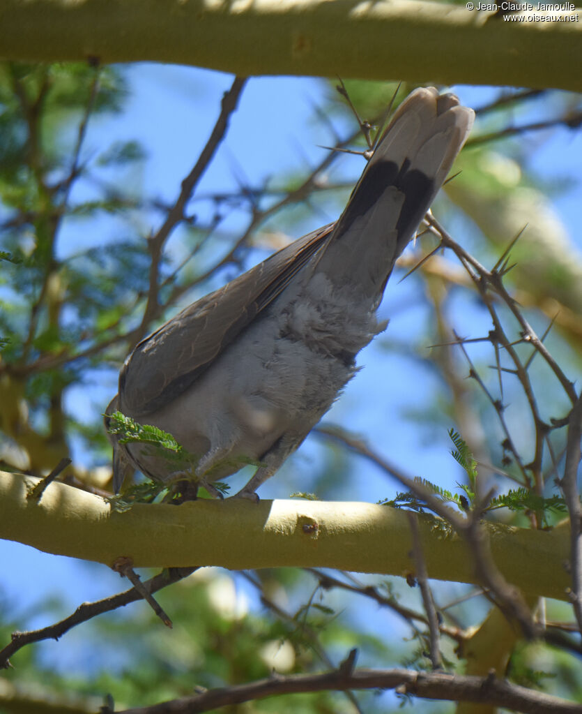 Ring-necked Dove