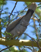 Ring-necked Dove