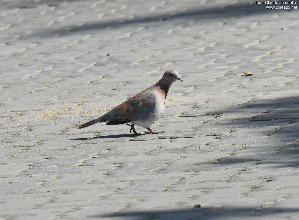 Laughing Dove