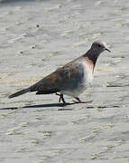 Laughing Dove