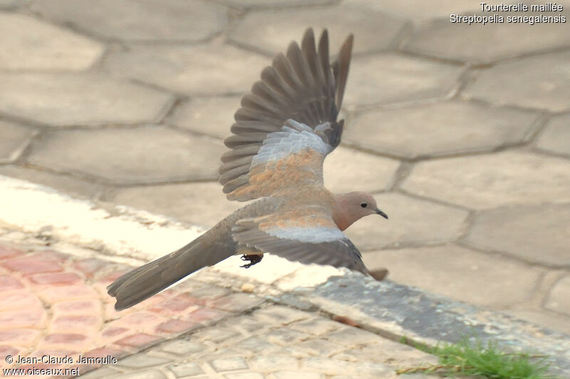 Laughing Dove, Flight