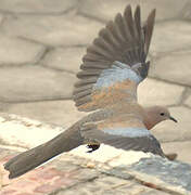 Laughing Dove