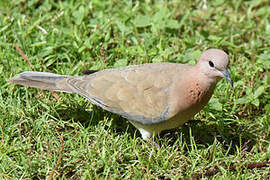 Laughing Dove