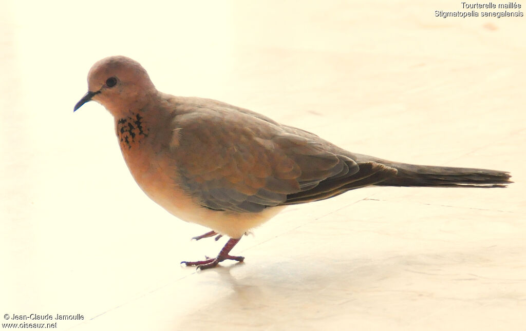 Laughing Dove, identification