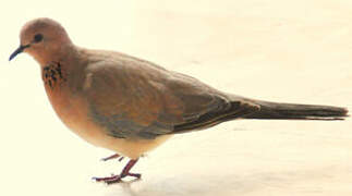 Laughing Dove