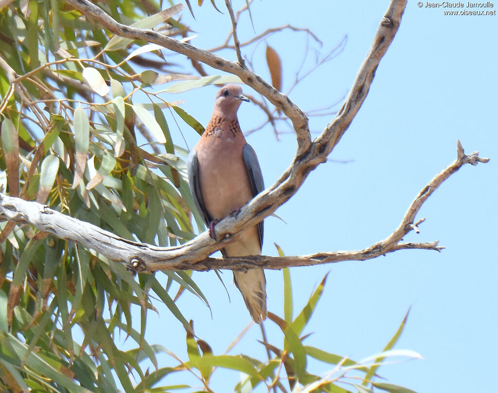 Laughing Dove