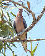 Laughing Dove