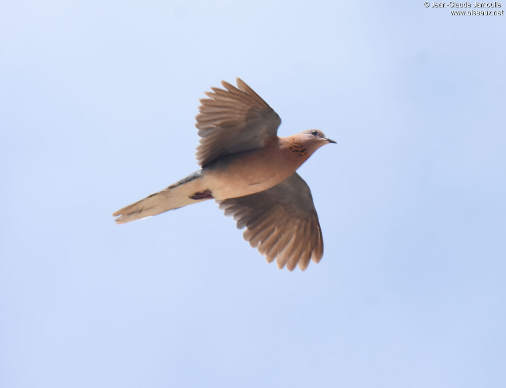 Laughing Dove