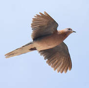 Laughing Dove