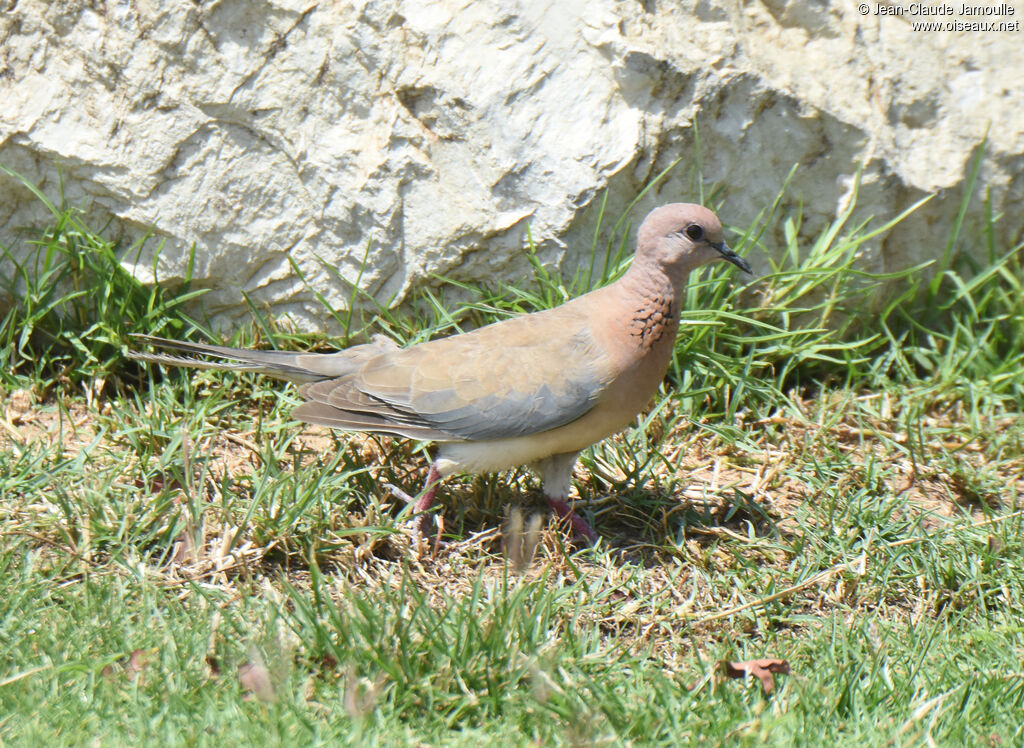 Laughing Dove