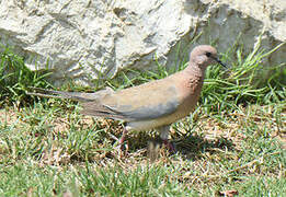 Laughing Dove