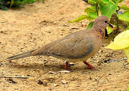 Laughing Dove