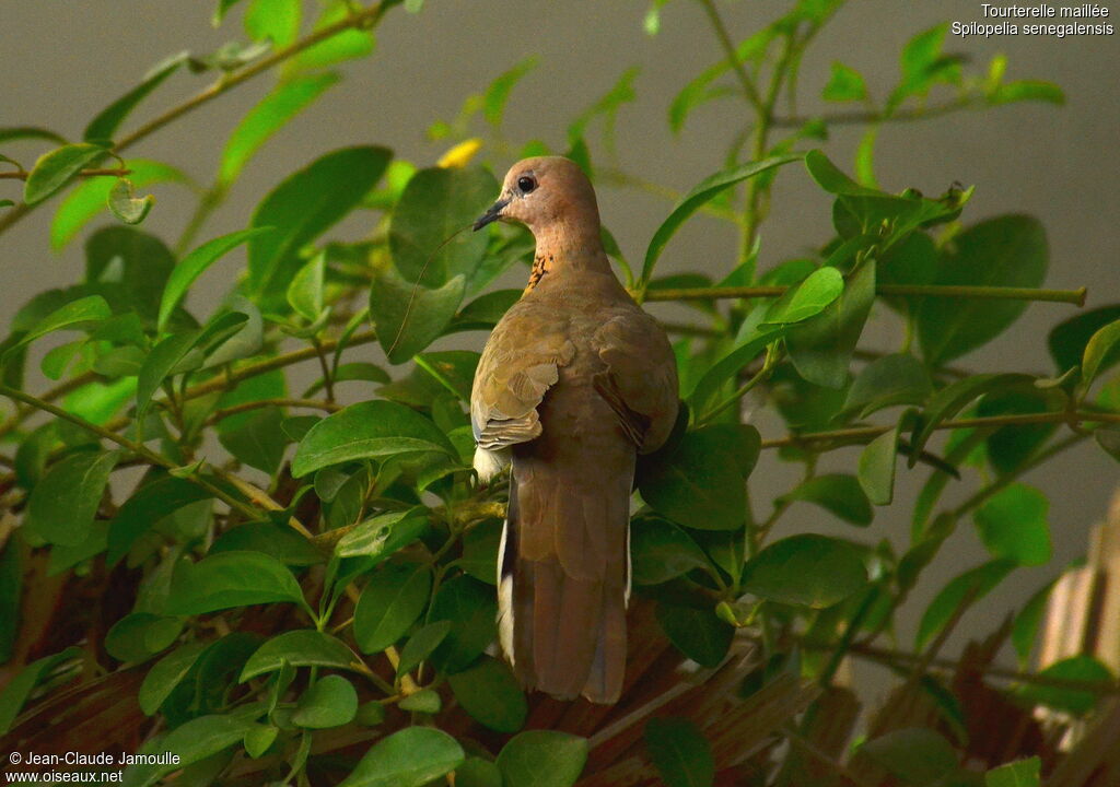 Laughing Dove, Behaviour