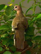 Laughing Dove