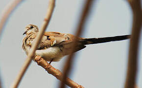 Namaqua Dove