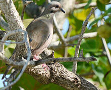 Eared Dove