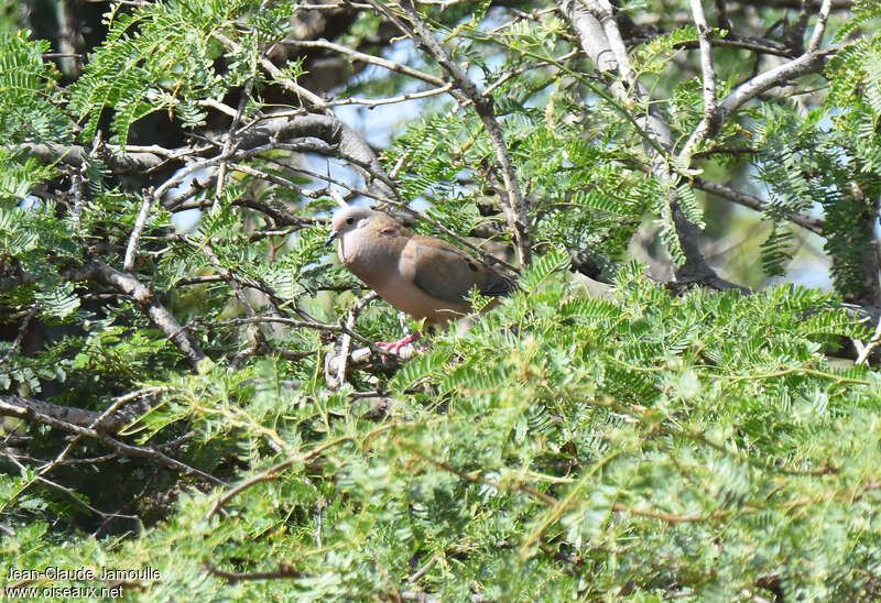 Eared Dove male adult, pigmentation, song