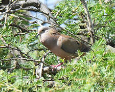 Eared Dove