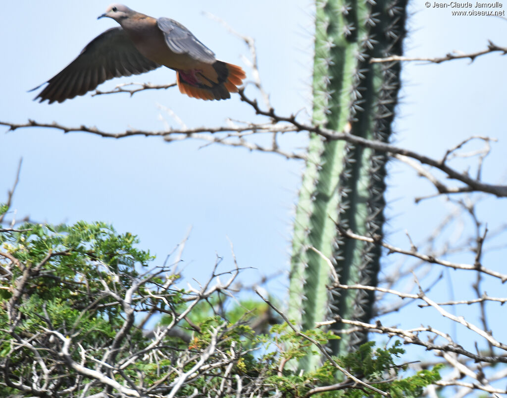 Eared Dove