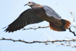 Eared Dove