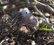 Eared Dove