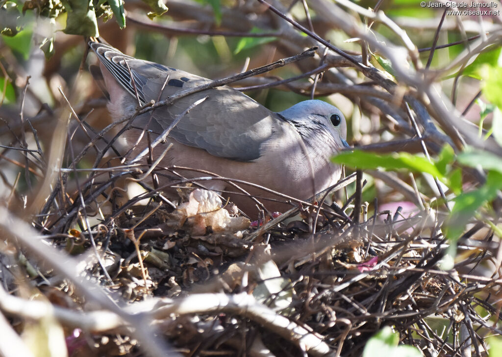 Eared Dove