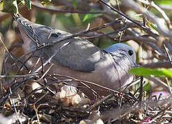 Eared Dove