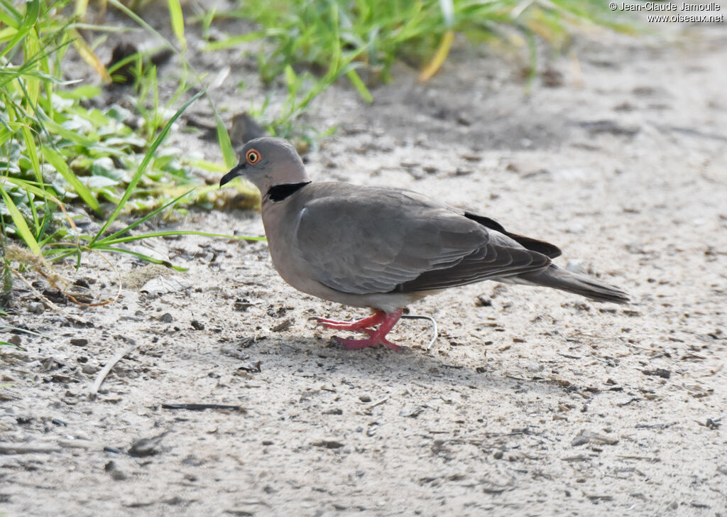 Mourning Collared Dove