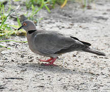 Mourning Collared Dove