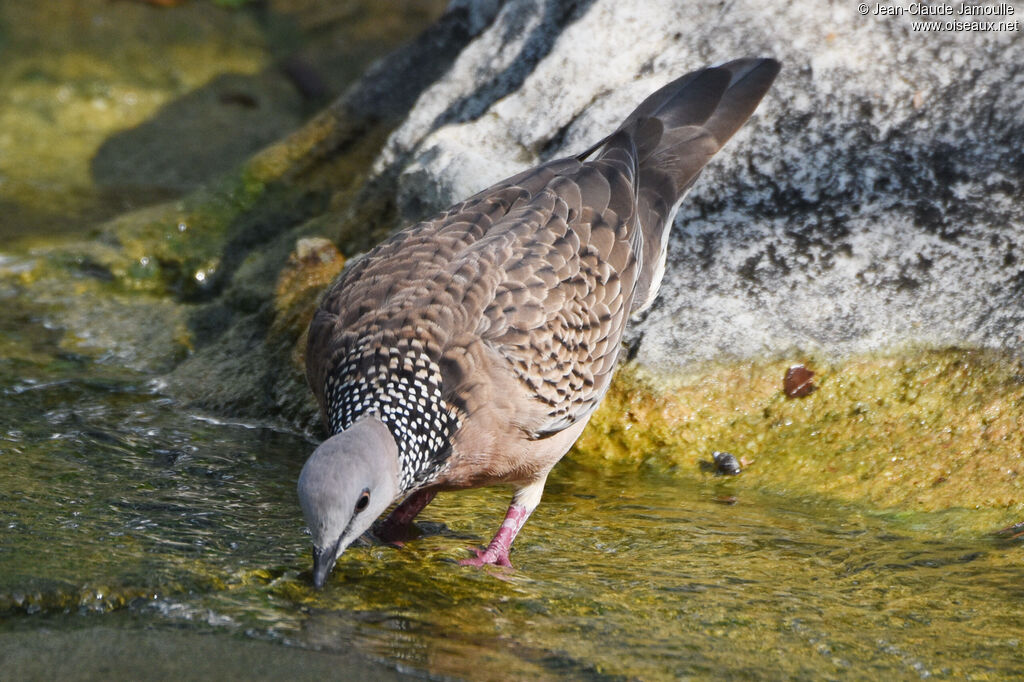 Spotted Dove