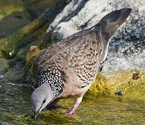 Spotted Dove